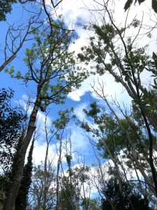 Ash trees in Hampshire showing symptoms of ash dieback.