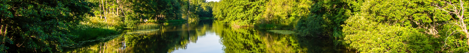 Banner for DNA-Based Species Identification (a waterway through trees)