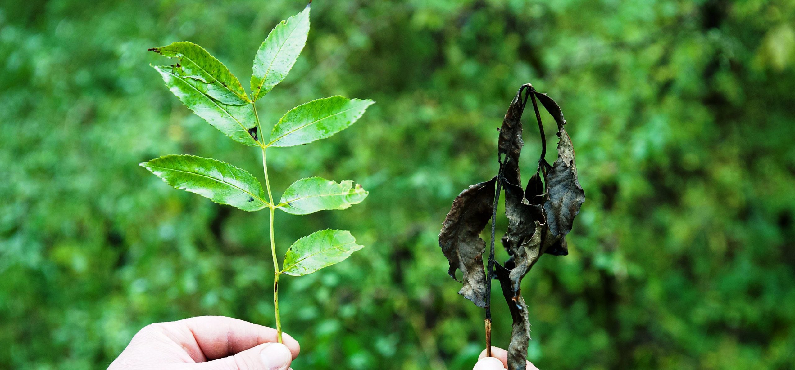 Chalara sick and healthy leaves cropped.jpg